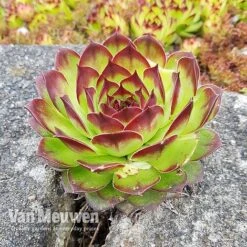 Sempervivum 'Mixed' -Double Tree Store SEMP V65856 C