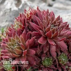 Sempervivum 'Mixed' -Double Tree Store SEMP V65856 D