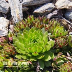 Sempervivum 'Mixed' -Double Tree Store SEMP V65856 E