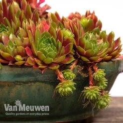 Sempervivum 'Mixed' -Double Tree Store SEMP V65856 F