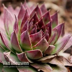 Sempervivum 'Mixed' -Double Tree Store SEMP V65856 G