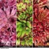 Sempervivum Collection -Double Tree Store SEMP V73396 A h