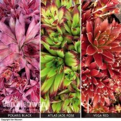 Sempervivum Collection