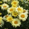 Shasta Daisy 'Goldfinch' -Double Tree Store SHAS V63474 A h