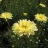 Shasta Daisy 'Real Dream' -Double Tree Store SHAS V63475 A h