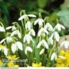 Snowdrops In The Green -Double Tree Store SNOW 60343 A