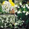 Snowdrop Collection -Double Tree Store SNOW V47504 A h