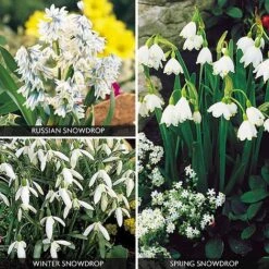 Snowdrop Collection