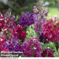 Double Tree Store -Double Tree Store STOC P6106 B