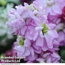 Stocks 'Most Scented Mix' -Double Tree Store STOC P6106 E