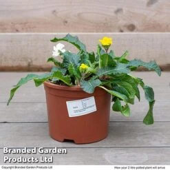 Stocks 'Most Scented Mix' -Double Tree Store STOC P6106 F