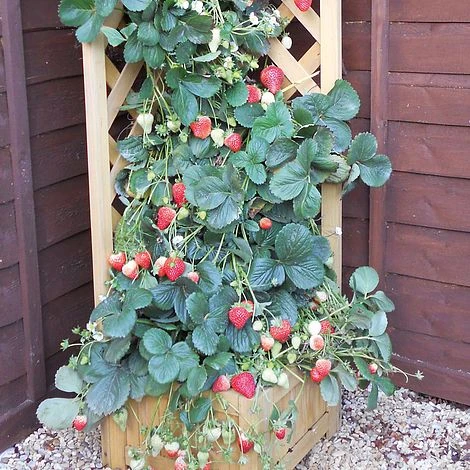 Strawberry 'Skyline' 3 Strawberry 'Skyline'