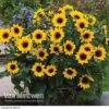 Sunflower SunBelievable™ 'Brown Eyed Girl' -Double Tree Store SUNB VKA1036 A
