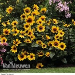 Sunflower SunBelievable™ 'Brown Eyed Girl' -Double Tree Store SUNB VKA1036 C