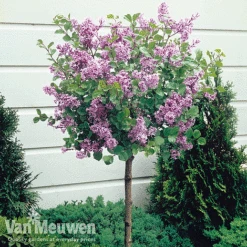 Lilac 'Palibin' -Double Tree Store SYRI MEYERIPAL H07749