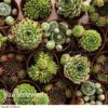 Sempervivum 'Mixed' -Double Tree Store Sempervivum Mixed