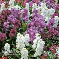 Stocks 'Brompton' -Double Tree Store Stocks Brompton