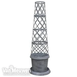 Clematis Montana 'Mayleen' -Double Tree Store TOWER POT1