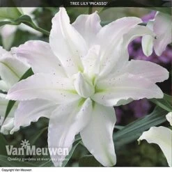 Tree Lily 'Crystal Collection' -Double Tree Store TREE 70647 C