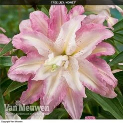 Tree Lily 'Crystal Collection' -Double Tree Store TREE 70647 D