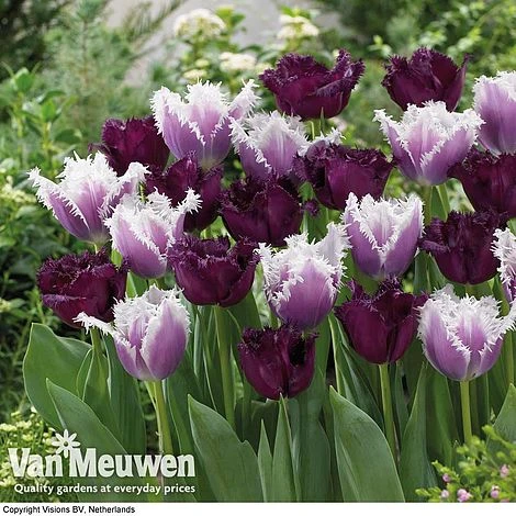Tulip 'Black Cherry Frost' 3 Tulip 'Black Cherry Frost'