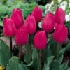Tulip 'Barcelona' 2 Tulip 'Barcelona' -Double Tree Store TULI 60886V A h