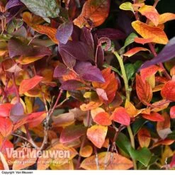 Blueberry 'Duke' 11 Blueberry 'Duke' -Double Tree Store VACC 16574 VA1