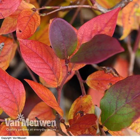 Blueberry 'Duke' 7 Blueberry 'Duke' - Image 5