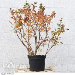 Blueberry 'Duke' 13 Blueberry 'Duke' -Double Tree Store VACC 16574 VA3