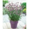Verbena Bonariensis 'Lollipop' -Double Tree Store VERB V58782 A h
