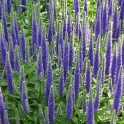 Veronica Spicata 'Royal Candles'