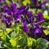 Viola Odorata -Double Tree Store VIOL V64370 A h