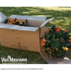 Geranium 'Balcon Mix' Pre-Planted Basket -Double Tree Store VM PrePlantedBasketArrive26