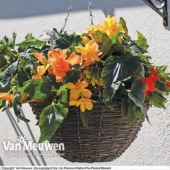 Geranium 'Balcon Mix' Pre-Planted Basket -Double Tree Store VM PrePlantedRattanBasket6