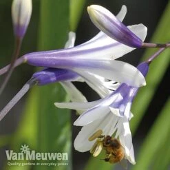 Agapanthus 'Fireworks' -Double Tree Store VM2