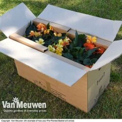 Geranium 'Balcon Mix' Pre-Planted Basket -Double Tree Store VM20PrePlantedBasketArrive6