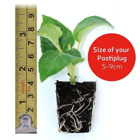 Petunia 'Frills & Spills™ Mixed' 6 Petunia 'Frills & Spills™ Mixed' - Image 4