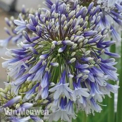 Agapanthus 'Fireworks' -Double Tree Store VM4