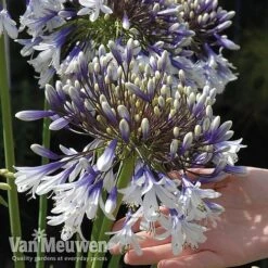 Agapanthus 'Fireworks' -Double Tree Store VM5