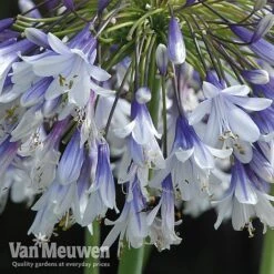 Agapanthus 'Fireworks' -Double Tree Store VM6