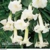 Angels Trumpets 'Double Fragrant White' -Double Tree Store VMWhite t42526 a