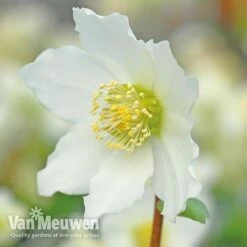 Hellebore 'Christmas Rose' -Double Tree Store VM Copyright Image Example21