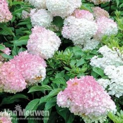 Hydrangea Paniculata 'Vanille Fraise' -Double Tree Store VMvan2
