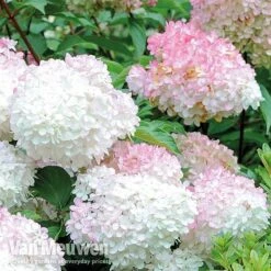 Hydrangea Paniculata 'Vanille Fraise' -Double Tree Store VMvanil