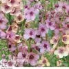 Verbascum X Hybrida 'Southern Charm' -Double Tree Store Verbascum Southern Charm1