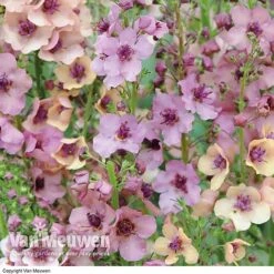 Verbascum X Hybrida 'Southern Charm'