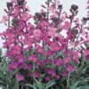 Wallflower 'Bowles's Mauve' -Double Tree Store WALL V58943 A h