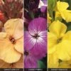Wallflower 'Sunset Collection' -Double Tree Store WALL V64944 A h