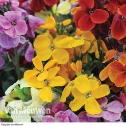 Wallflower 'Sugar Rush' Mix -Double Tree Store Wallflower Sugar Rush