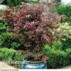 Acer Palmatum 'Atropurpureum' -Double Tree Store acer atrop12